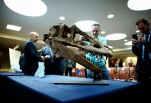 US hands over looted dinosaur fossils to Mongolia