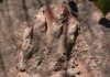 230 million-year-old dinosaur footprint found in north Spain