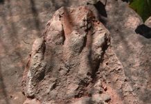 230 million-year-old dinosaur footprint found in north Spain