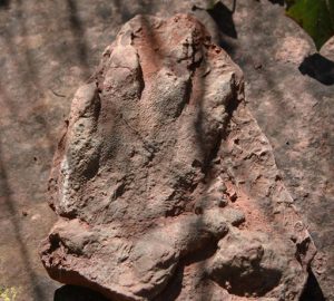 This photo made available by the Direccio General de Comunicacio del Govern of Catalonia on Monday, May 2, 2016, shows a footprint of a dinosaur discovered in early April by a person out walking in Olesa de Montserrat, 40 kilometers north of Barcelona. The government says the footprint of a dinosaur that roamed Spain 230 million years ago has been found in an excellent state of conservation in northeastern Catalonia. (Direccio General de Comunicacio del Govern of Catalonia via AP)