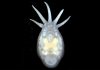 A 100-million-year Partnership on the Brink of Extinction