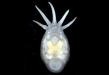 A 100-million-year Partnership on the Brink of Extinction