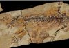 A Jurassic world of salamanders