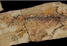 A Jurassic world of salamanders