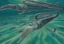 Antarctic fossils reveal creatures weren’t safer in the south