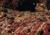 Clues to ancient giant asteroid found in Western Australia