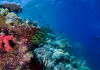 Continental drift created biologically diverse coral reefs