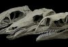 Dino jaws: Stegosaurus bite strength revealed