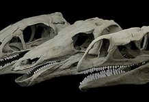 Dino jaws: Stegosaurus bite strength revealed