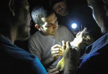 Endangered venomous mammal predates dinosaurs’ extinction, study confirms