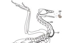 Fish-eating enantiornithine bird provides evidence of modern avian digestive features