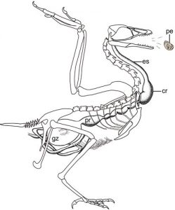 Sketch reconstruction of the fish-eating enantiornithine bird.