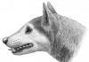 Fossil dog: New species roamed eastern North America 12 million years ago