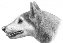 Fossil dog: New species roamed eastern North America 12 million years ago