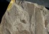 1.56-billion-year-old Fossils Discovered in North China