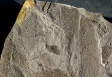 1.56-billion-year-old Fossils Discovered in North China