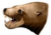 Further evidence found against ancient ‘killer walrus’ theory