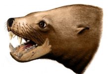 Further evidence found against ancient ‘killer walrus’ theory