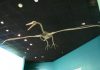 Giant prehistoric bird fossils found in Antarctica