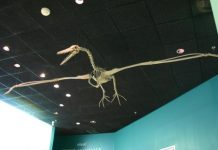 Giant prehistoric bird fossils found in Antarctica