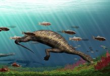 ‘Hammerhead’ creature was world’s first plant-eating marine reptile
