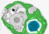 How algae could save plants from themselves