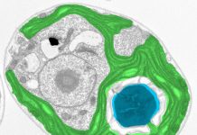 How algae could save plants from themselves