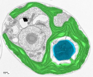 How algae could save plants-GeologyPage