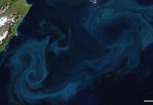 Iron Fertilization Won’t Work in Equatorial Pacific, Study Suggests