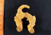 ‘Lepeichnus giberti’, a new trace fossil with exceptional characteristics in the palaeontology world