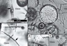 Microbes make tubular microtunnels on Earth and perhaps on Mars