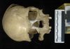 Migration back to Africa took place during the Palaeolithic
