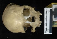 Migration back to Africa took place during the Palaeolithic