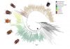 New evidence connects dung beetle evolution to dinosaurs
