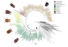 New evidence connects dung beetle evolution to dinosaurs