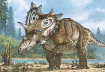 New horned dinosaur species with ‘spiked shield’
