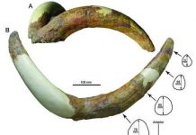 New species from the Pliocene of Tibet reveals origin of Ice Age mountain sheep