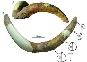 New species from the Pliocene of-GeologyPage