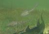 Oldest actinopterygian from China provides new evidence for origin of ray-finned fishes