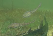 Oldest actinopterygian from China provides new evidence for origin of ray-finned fishes