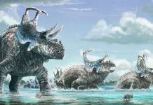 Paleontologists discover new species of horned dinosaur in southern Utah