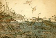 Rapid rise of the Mesozoic sea dragons