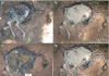Research on modern day animals reveals insights into extinct animals