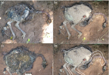 Research on modern day animals reveals insights into extinct animals