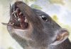 Researchers discover remains of bizarre group of extinct snail-eating marsupials