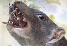 Researchers discover remains of bizarre group of extinct snail-eating marsupials