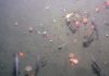 Retreat of the ice followed by millennia of methane release