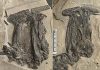 Scientists Report World’s First Herbivorous Filter-feeding Marine Reptile