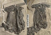 Scientists Report World’s First Herbivorous Filter-feeding Marine Reptile