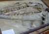 Scientists cite evidence that mosasaurs were warm-blooded